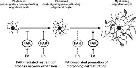 Proposed Model For The Role Of Fak In Regulating The Morphology Of