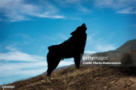 70 Dog Barking Silhouette Stock Photos, High-Res Pictures, and Images ...