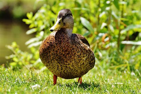 500 Free Beautiful Duck And Duck Images Pixabay