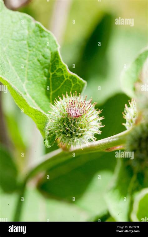 Arctium Lappa Greater Burdock Close Up Stock Photo Alamy