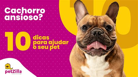 Cachorro Ansioso 10 Dicas Para Ajudar O Seu Pet PetZilla