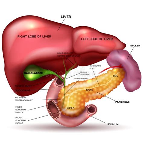 Innere Organe Leber Pankreas Milz Vektor Abbildung Illustration