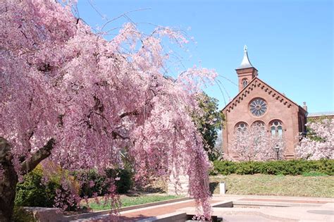 The Smithsonian Castle The Weeping Higan Cherry Prunus Flickr