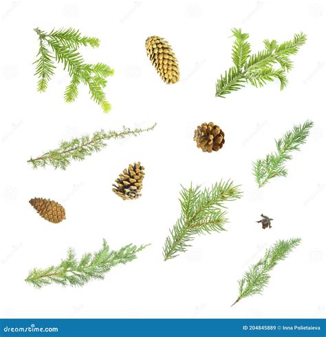 Branches Of Conifers And Cones On A White Background Royalty-Free Stock