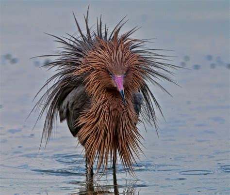 need help IDing this bird - found only on "funny internet pics" sites ('Bad Hair bird') : animalid