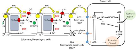 Pdf The Roles Of Ros And Aba In Systemic Acquired Acclimation Open