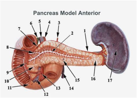 Pancreas Model Anterior Diagram Quizlet