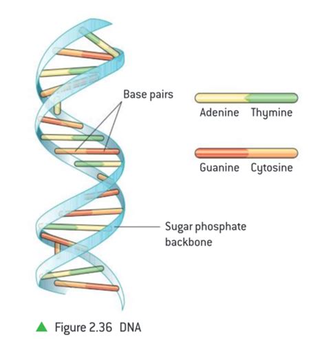 Genes And Behaviour Genetic Similarities Flashcards Quizlet