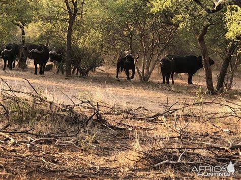 Cape Buffalo Herd South Africa | AfricaHunting.com