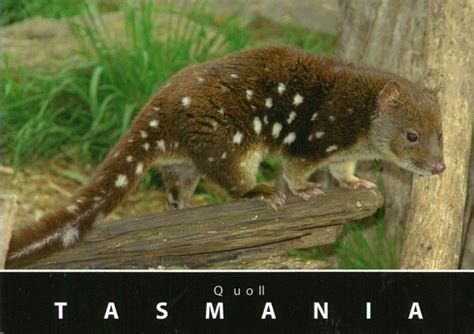 Quoll Tasmania Postcard Tasmanian Postcards Souvenirs