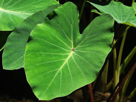 CHAMA AAKU/ TARO LEAVES - Sync with Nature