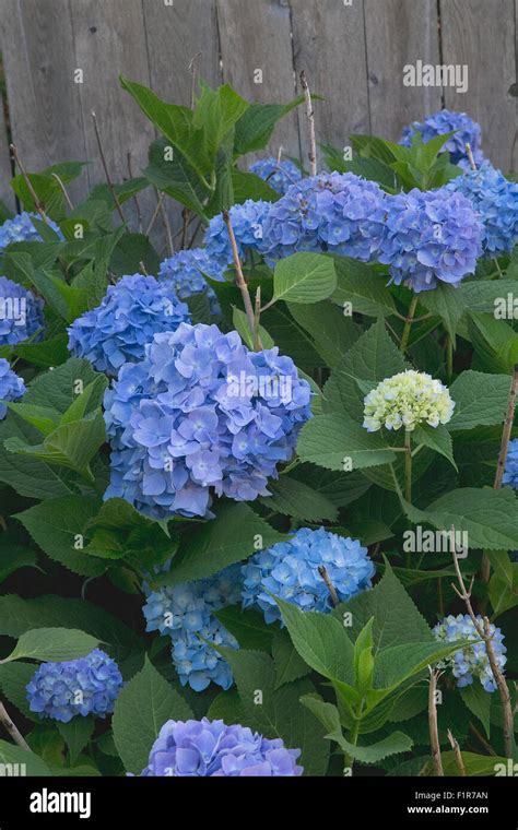 Flower Hydrangea Stock Photo Alamy