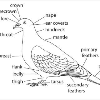 Proposed Identifications Of The Birds Of The West Wall Of The Green