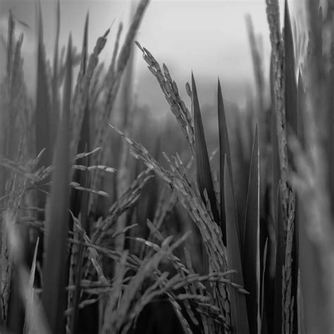 Rice Oil Fields Of Yarrow