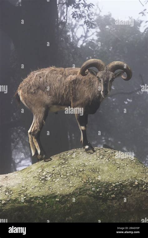 A Beautiful Male Bharal Pseudois Nayaur Also Called Blue Sheep Is