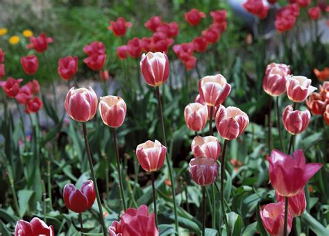 Fondos De Pantalla Tulipanes Flores Fluido De Cerca Verde