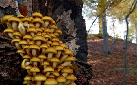 Armillaria Mellea La Seta De Miel Un Tesoro De La Naturaleza Blog