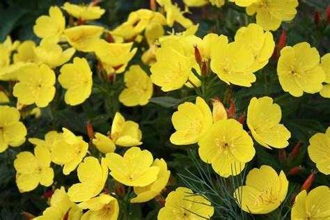 Oenothera Fruticosa Sundrops