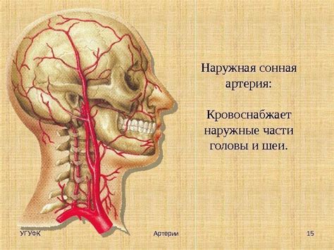 Ветвями наружной сонной артерии являются артерии выберите несколько ...