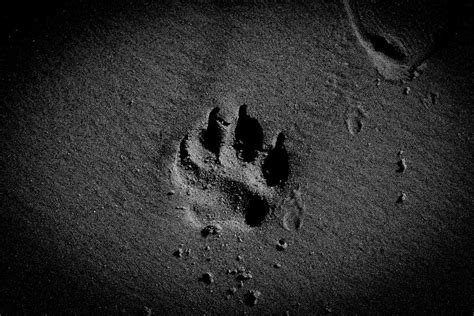 HD wallpaper: footstep on sands, animal tracks, dog track, paw prints ...