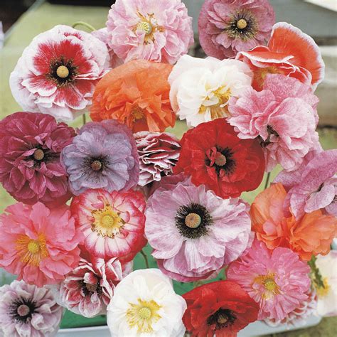 Papaver Rhoeas Angel S Choir Poppy Flower Seeds