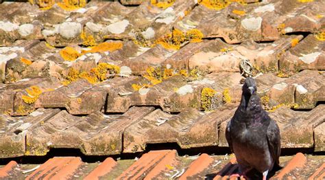 Altezzoso Biagio Venezia Flickr