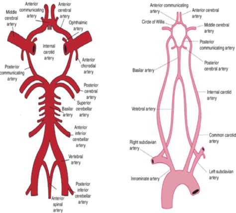 Anatomy Final Cerebrovascular Flashcards Quizlet