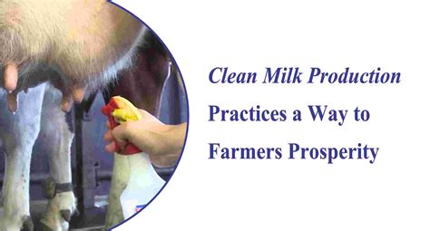 Clean Milk Production Practices A Way To Farmers Prosperity