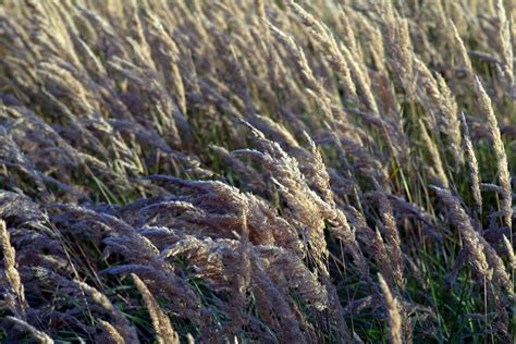 Gras Trockenes Wiese Kostenloses Foto Auf Pixabay