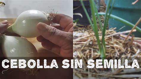 Como cultivar cebolla sin semilla AGRICULTURA ORGÁNICA YouTube