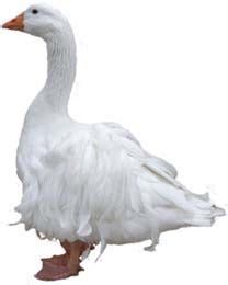 Goose breeds – Artofit