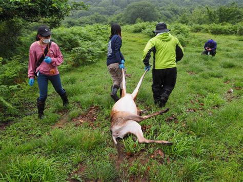 フィールドでの狩猟から解体を経て〝食材〟となるまでの現場を知る【三陸・大槌のジビエプロジェクト Vol03】 Soto Lover