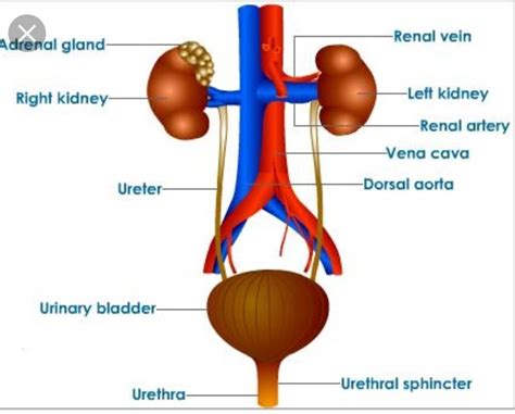 Excretory System Diagram With Labelling Excretory System