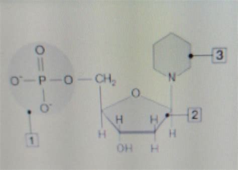 Rysunek przedstawia podstawową jednostkę budującą DNA nukleotyd a