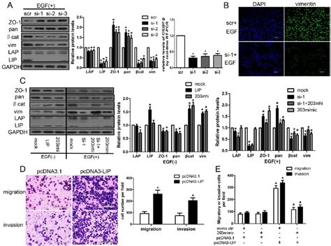 C EBP B LIP Promoting EMT And Increasing Cell Motility And Invasiveness