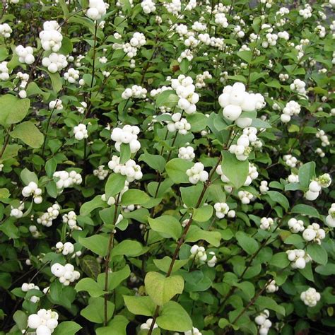 Symphoricarpos Albus White Hedge Dandv Plant Production