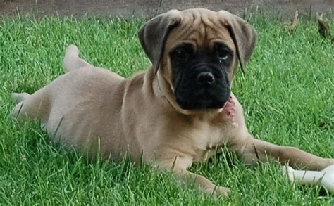 Peerless Bullmastiffs Bullmastiff And English Bulldog Puppies For Sale