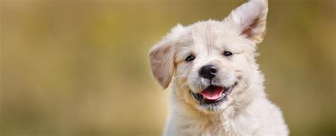 The Puppy Contract - for responsible puppy breeding and buying.