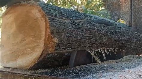 Kayu Jati Deso Istimewa Bergalih Coklat Buwat Bahan Daun Pintu Cm