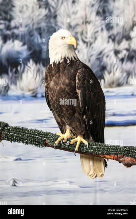 American Bald Eagle Haliaeetus Leucocephalus On Display At The