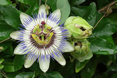 Passiflora Caerulea