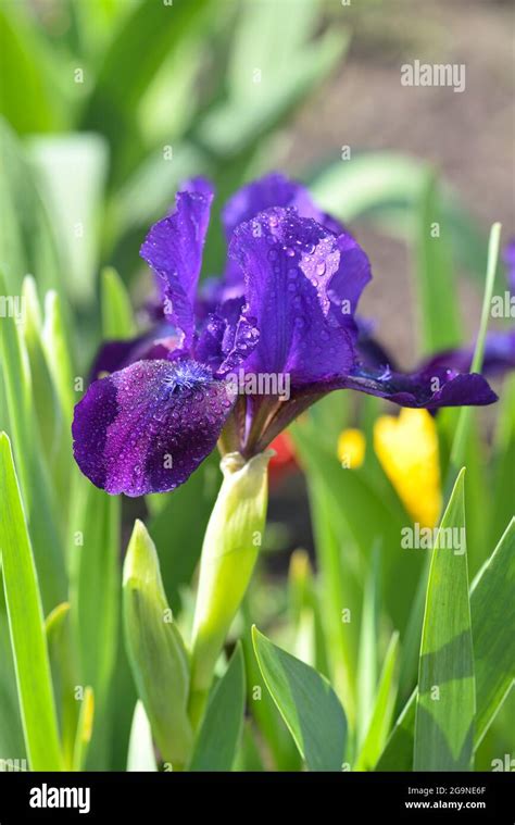 Close Up Of A Flower Of Bearded Iris With Rain Drops On Blurred Green