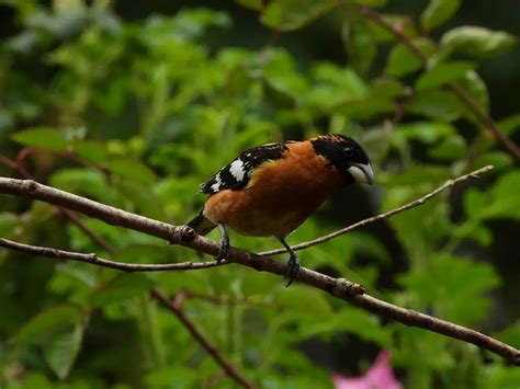 Where Do Red Breasted Grosbeaks Live Save The Eagles