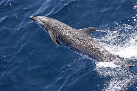 Dolphin Free Stock Photo Public Domain Pictures