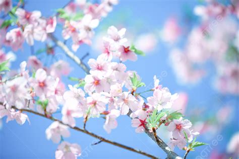 Pink Romantic Cherry Blossoms In Spring Background Plant Stepping