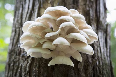 Oyster Mushroom Per Kg In India Treatment Balance Immune System