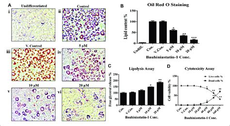 Effect Of Bstn1 On Lipid Levels In 3t3 L1 Cells By A Oil Red O