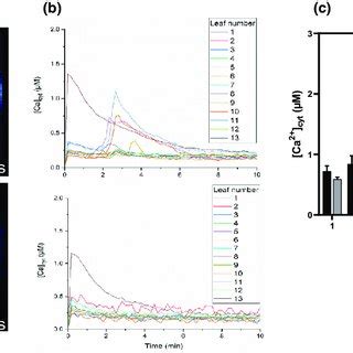 Cytosolic Free Calcium Ca Cyt Response Upon Mechanical