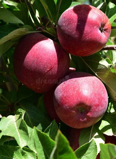 Red Royal Gala Apples Ripe And Ready For The Picking Stock Photo