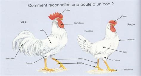 Quelles Sont Les Diff Rentes Parties Du Poulet